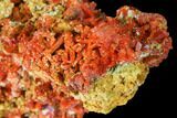 Bright Orange Crocoite Crystal Cluster - Tasmania #171716-1